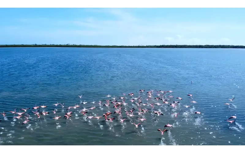 Las Piedras Punto Fijo